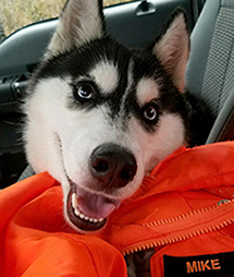 Photo of FIRST driver Mike Howe and Siberian Husky he saved.